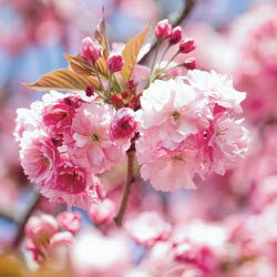 Japanese Flowering Cherries, Prunus pendula, Prunus sargentii, Prunus serrulata, Prunus x yedoensis, Prunus x subhirtella, Spring clowers, Cherry blossoms